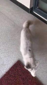 狐狸尾巴在线视频播放,揭秘神秘视频背后的奇幻世界